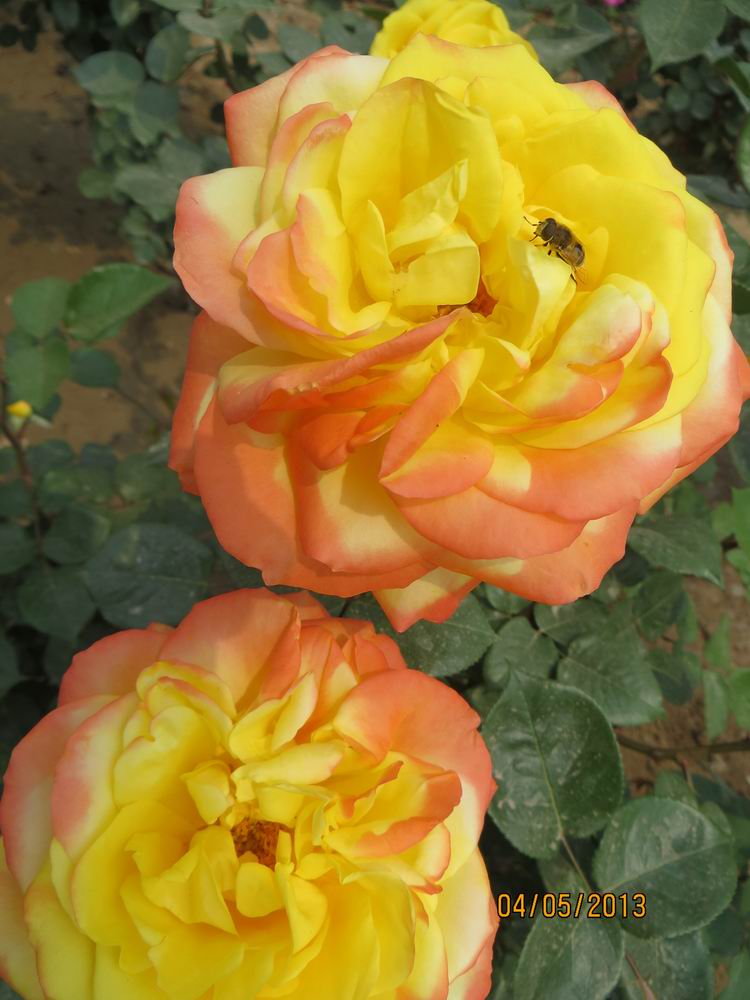 ������С IMG_0715.JPG