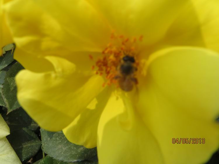 ������С IMG_0763.JPG