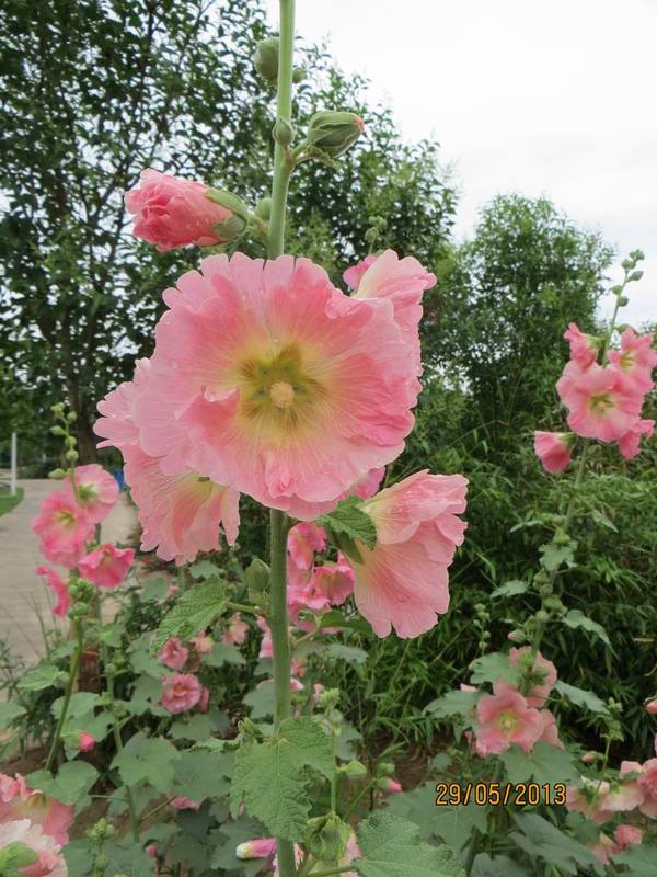 ������С IMG_1096.JPG