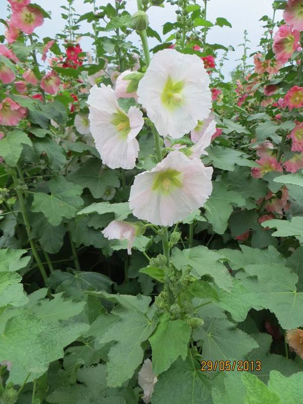 ������С IMG_1084.JPG