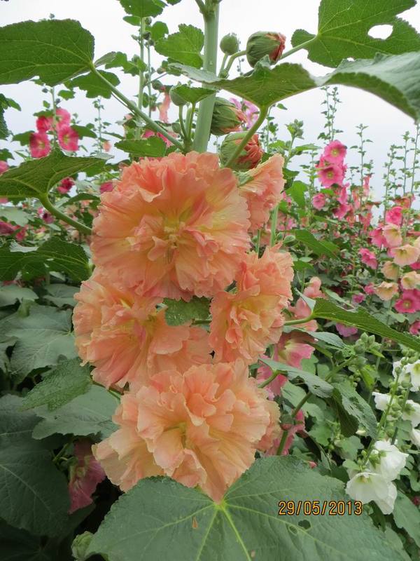 ������С IMG_1085.JPG