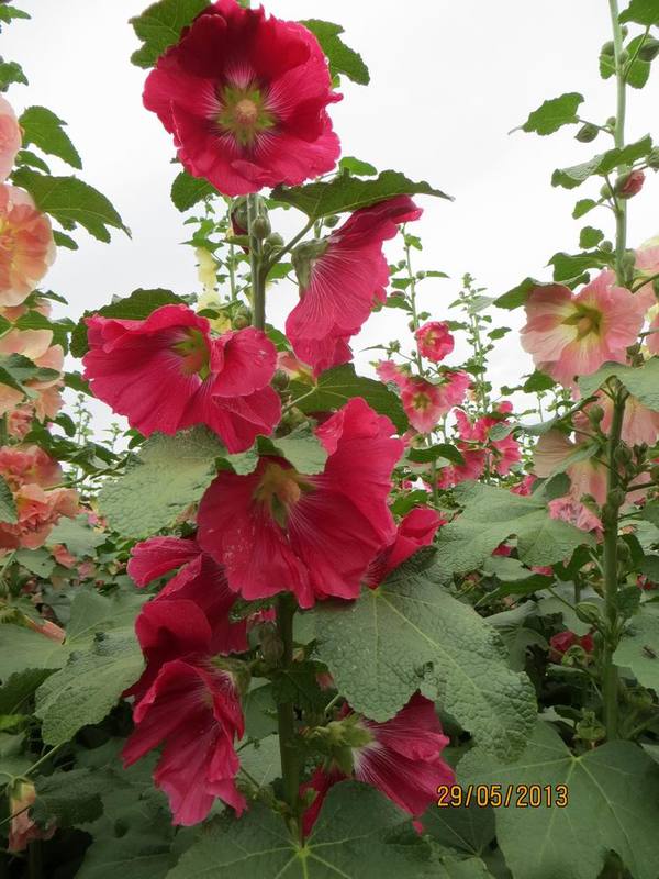 ������С IMG_1089.JPG