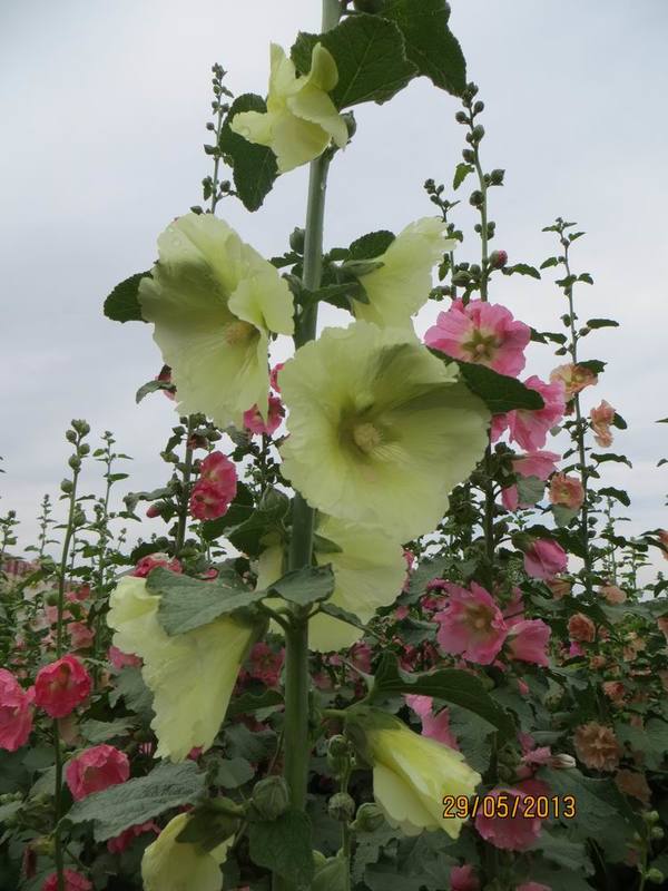 ������С IMG_1090.JPG