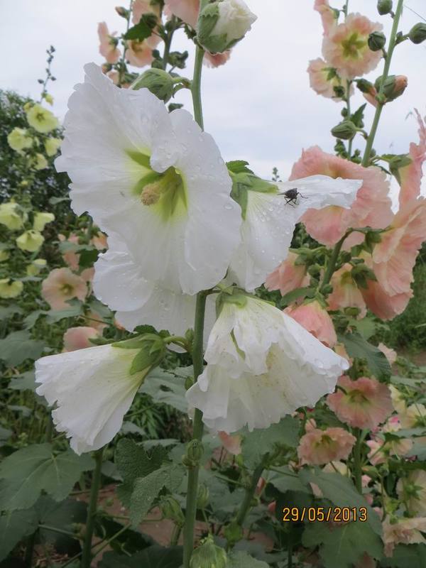 ������С IMG_1095.JPG