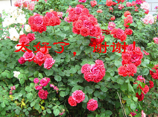 ��Ƭ 361_����.jpg