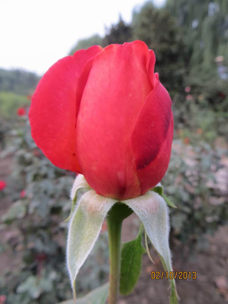 ������С IMG_2529.JPG