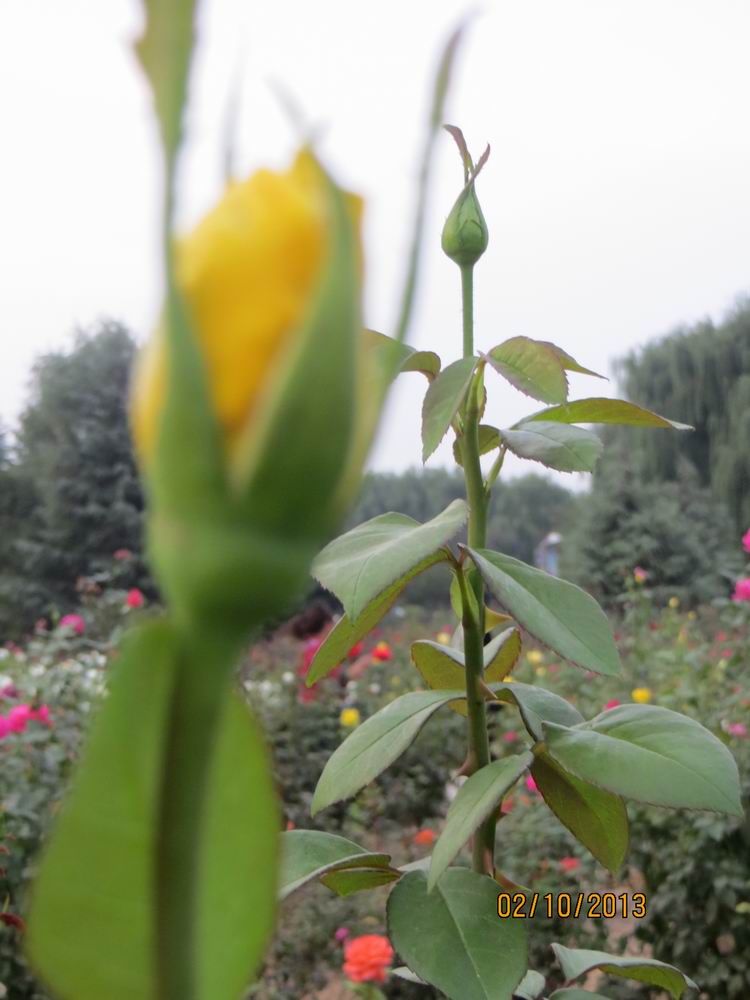 ������С IMG_2552.JPG