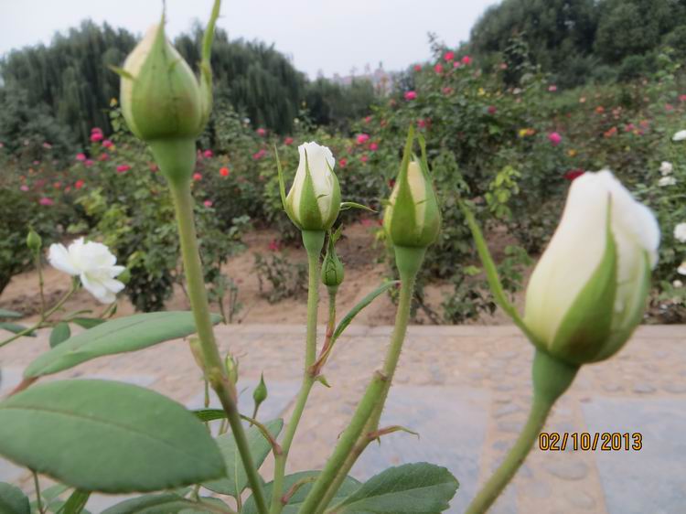 ������С IMG_2545.JPG