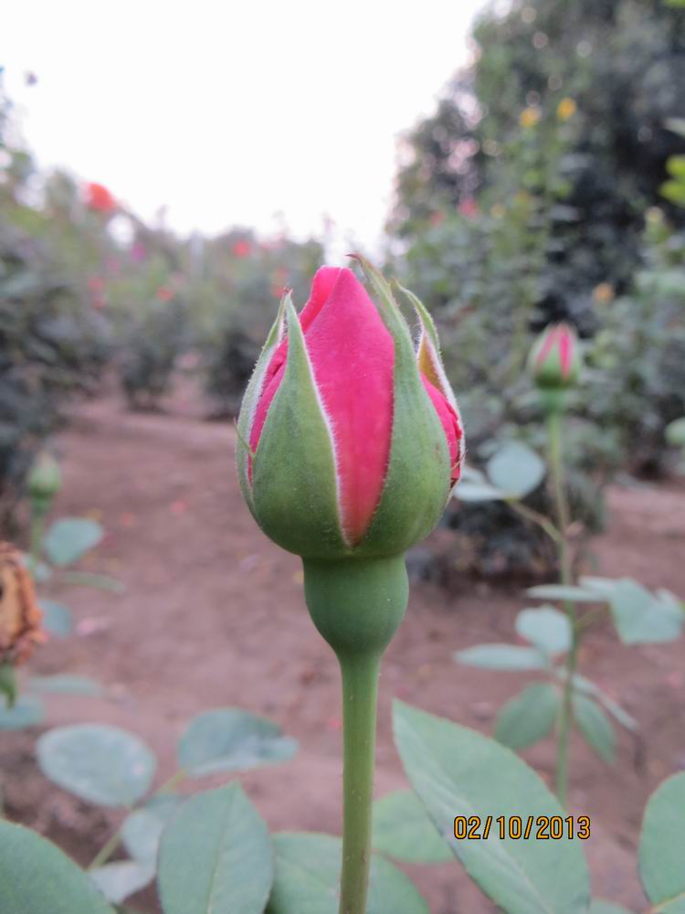 ������С IMG_2550.JPG