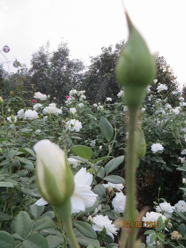 ������С IMG_2541.JPG