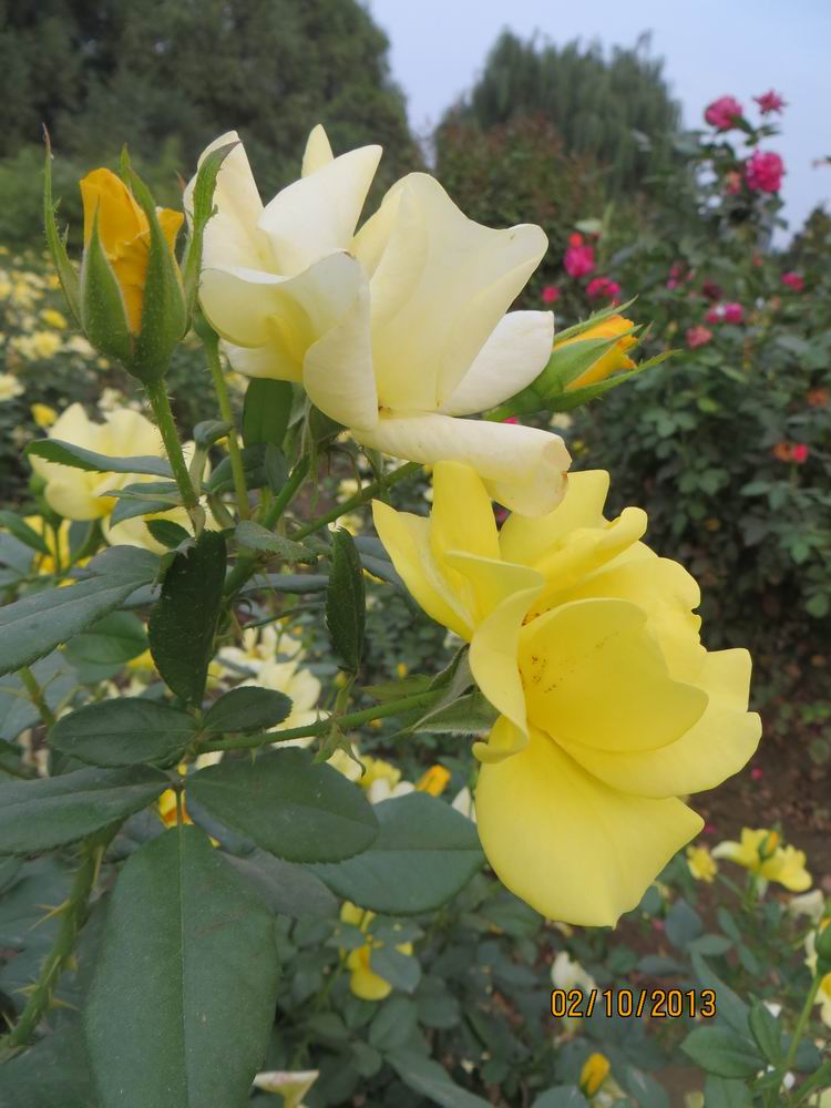 ������С IMG_2538.JPG