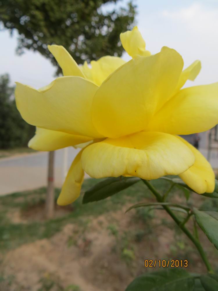 ������С IMG_2513.JPG