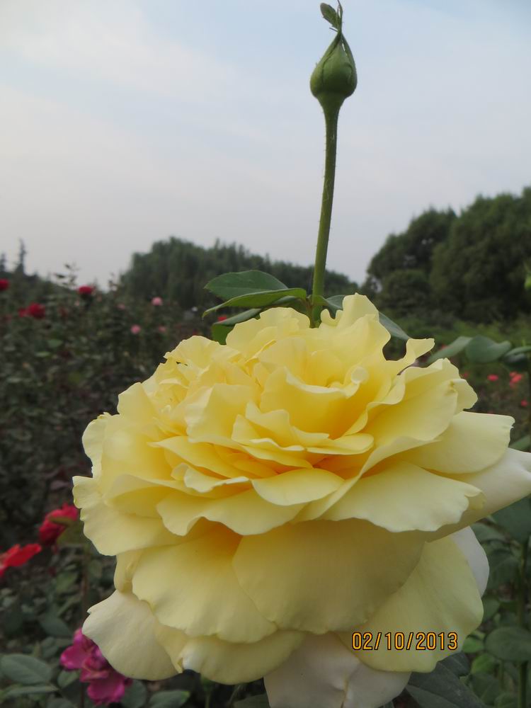 ������С IMG_2522.JPG