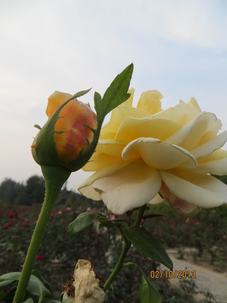 ������С IMG_2525.JPG