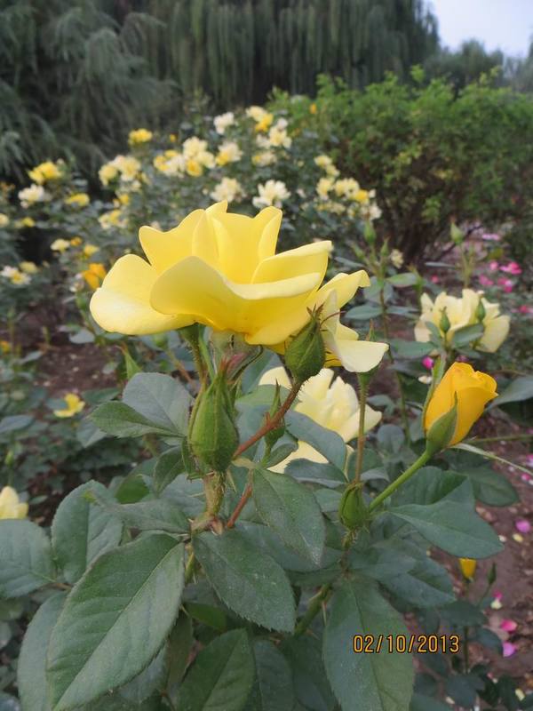 ������С IMG_2537.JPG