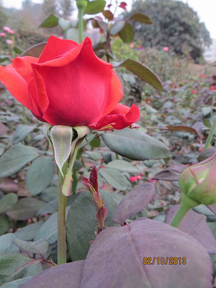 ������С IMG_2527.JPG