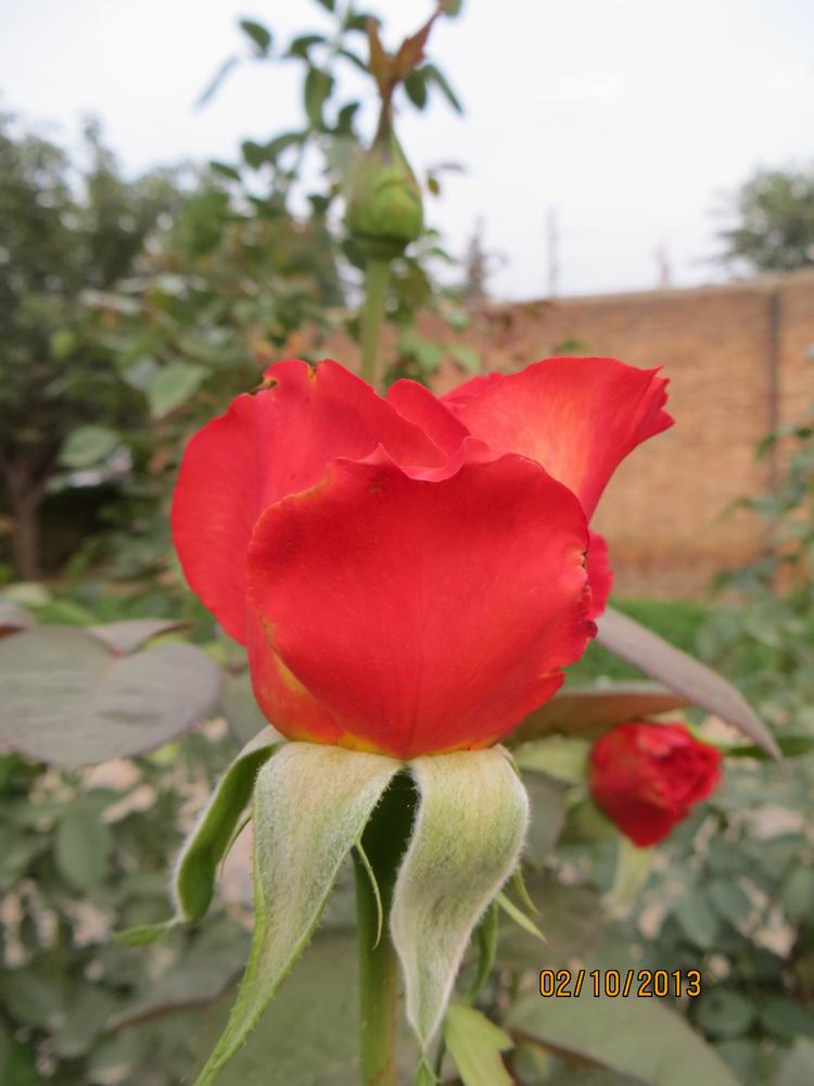 ������С IMG_2531.JPG