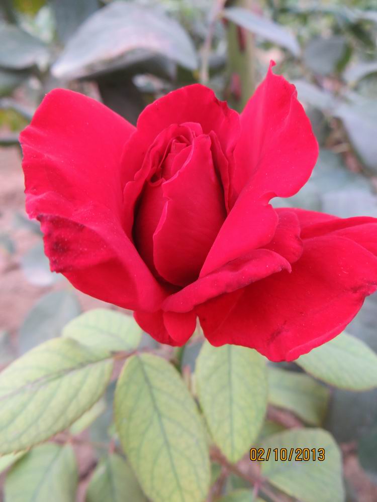 ������С IMG_2510.JPG