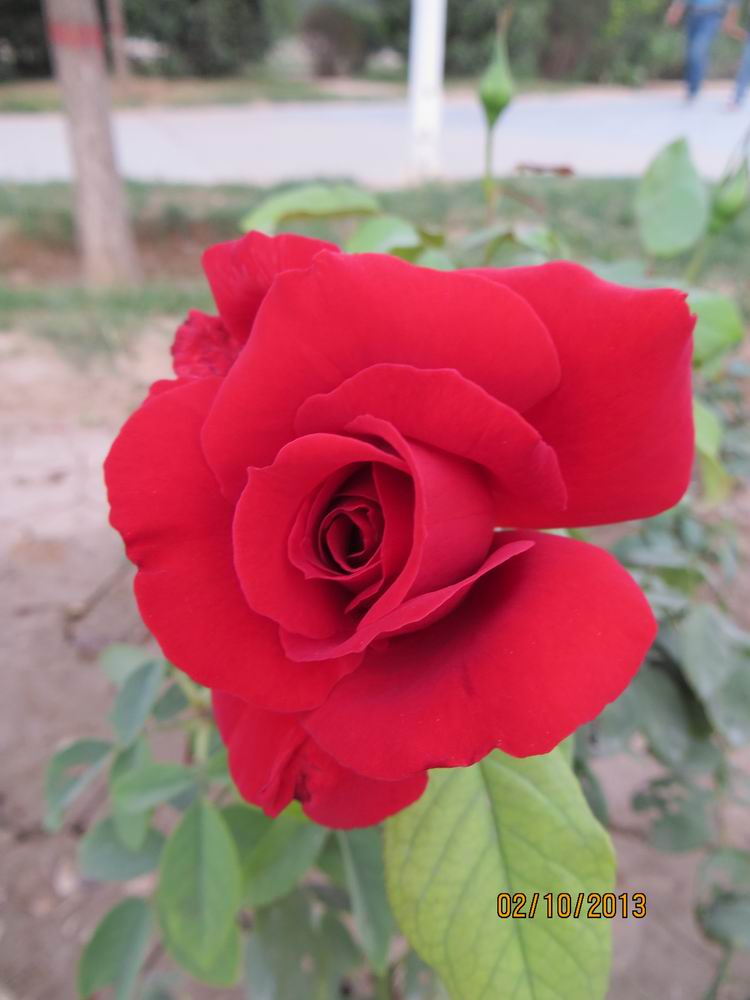 ������С IMG_2514.JPG