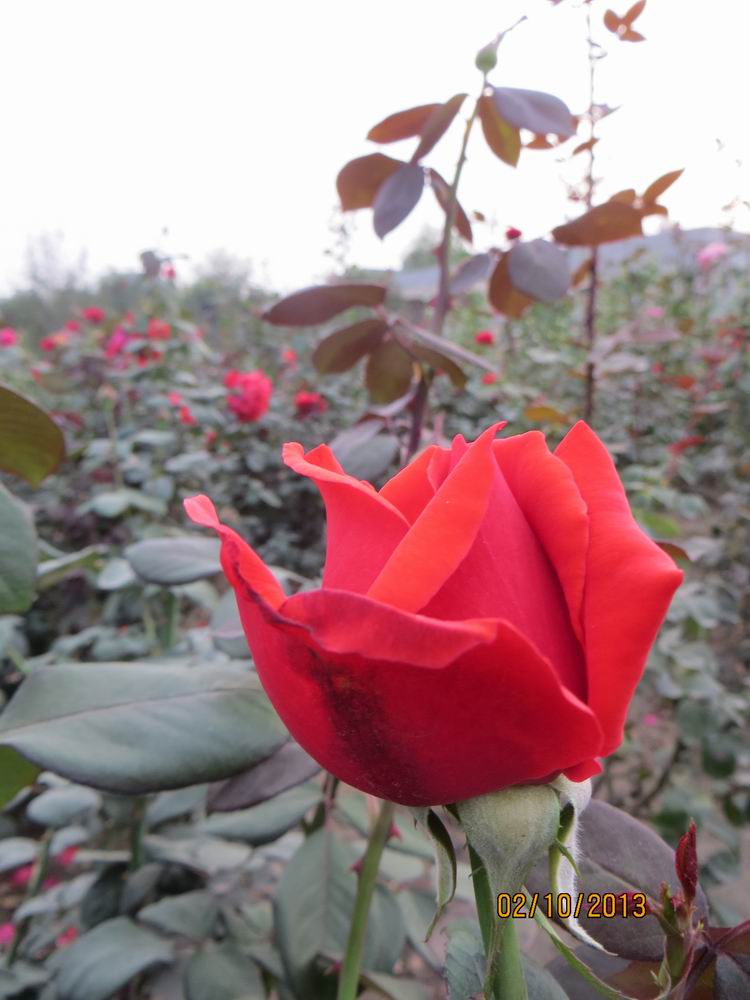 ������С IMG_2526.JPG