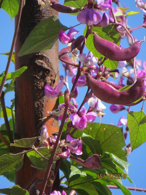 ������С IMG_2832.JPG