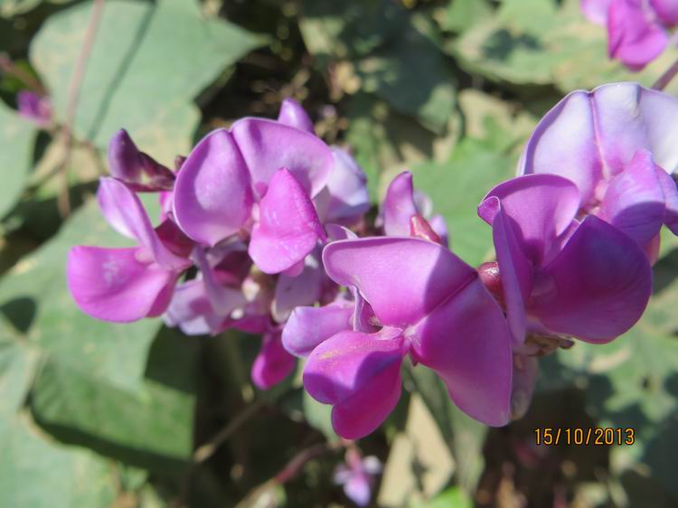 ������С IMG_2845.JPG