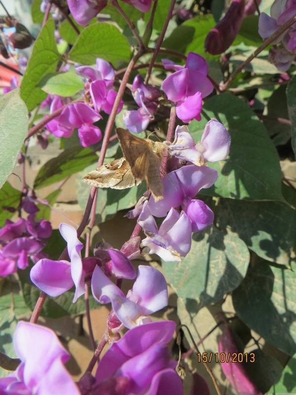 ������С IMG_2847.JPG