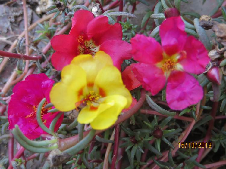 ������С IMG_2876.JPG