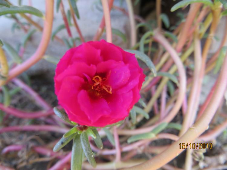 ������С IMG_2870.JPG