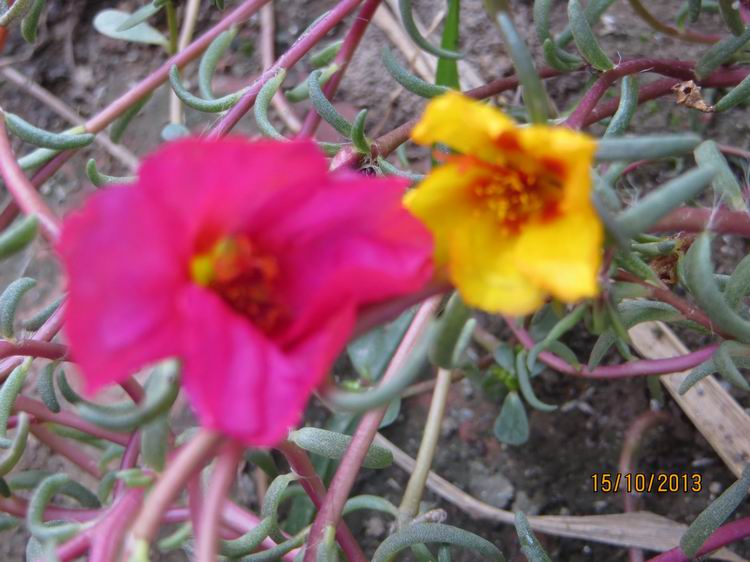 ������С IMG_2873.JPG