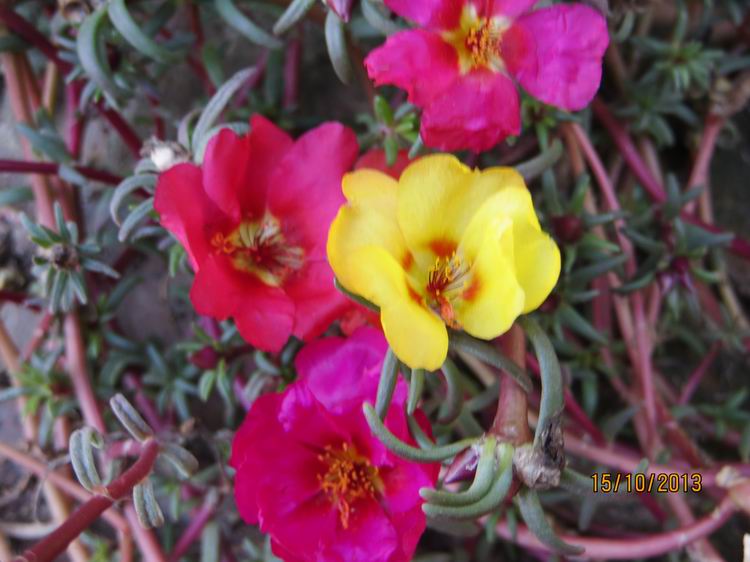 ������С IMG_2874.JPG