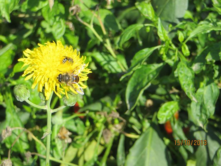 ������С IMG_2880.JPG