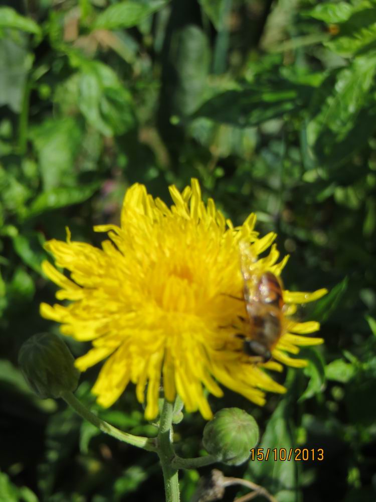 ������С IMG_2864.JPG