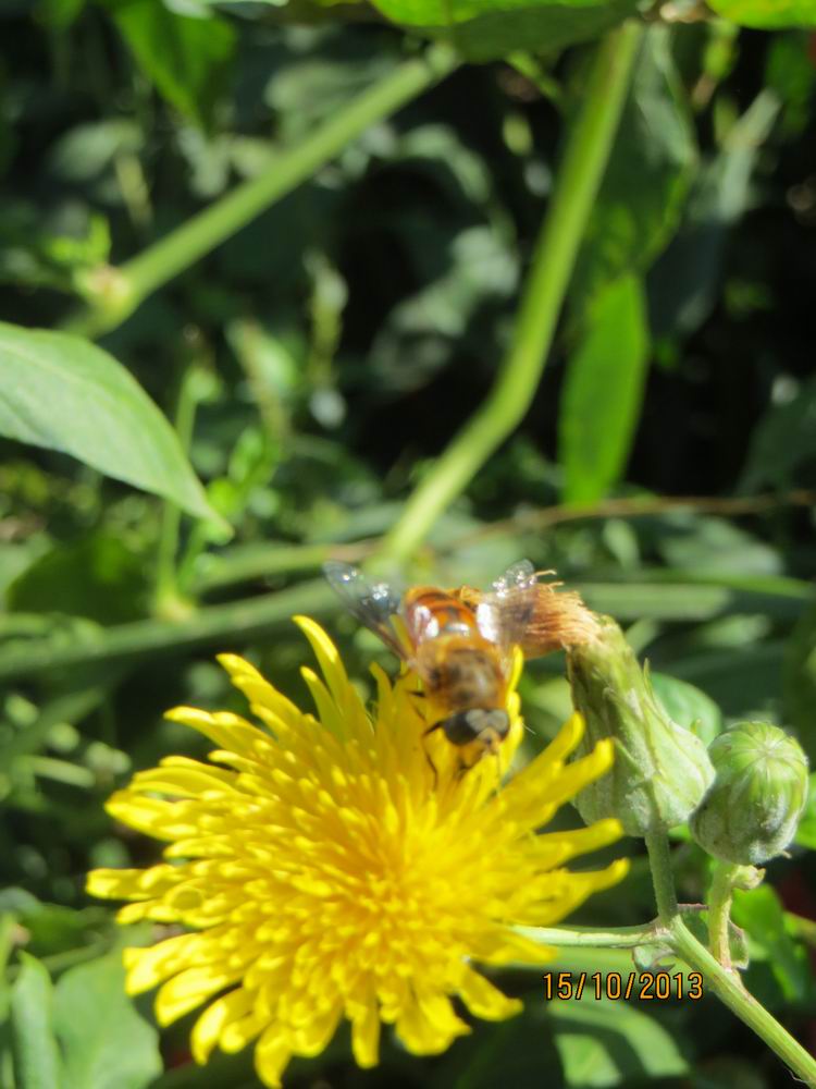 ������С IMG_2865.JPG