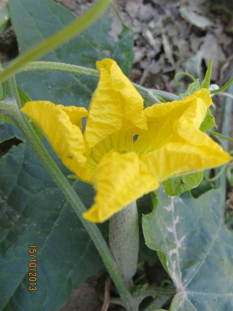 ������С IMG_2879.JPG