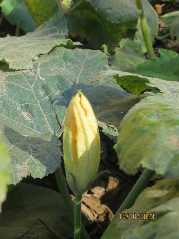 ������С IMG_2837.JPG