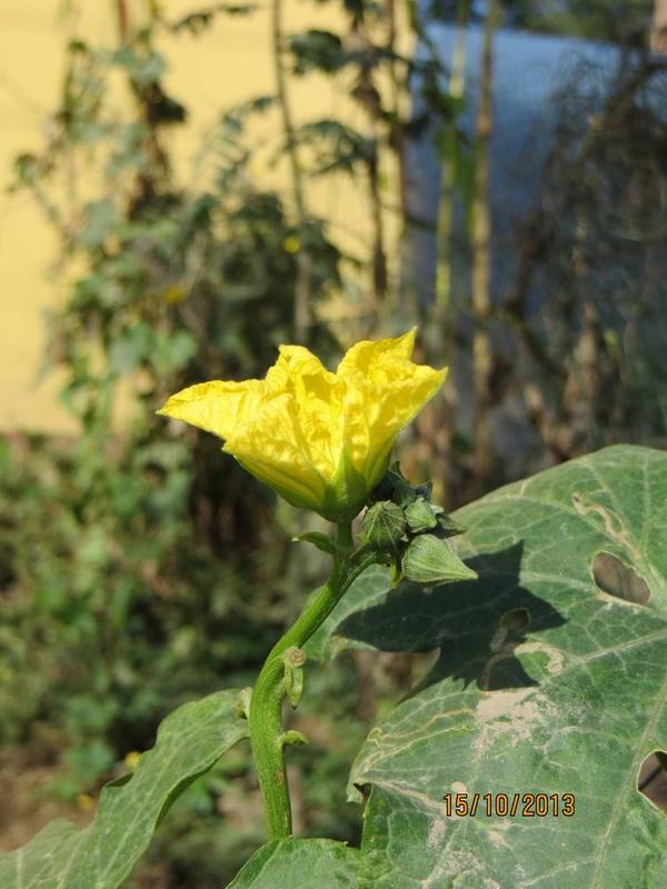 ������С IMG_2843.JPG