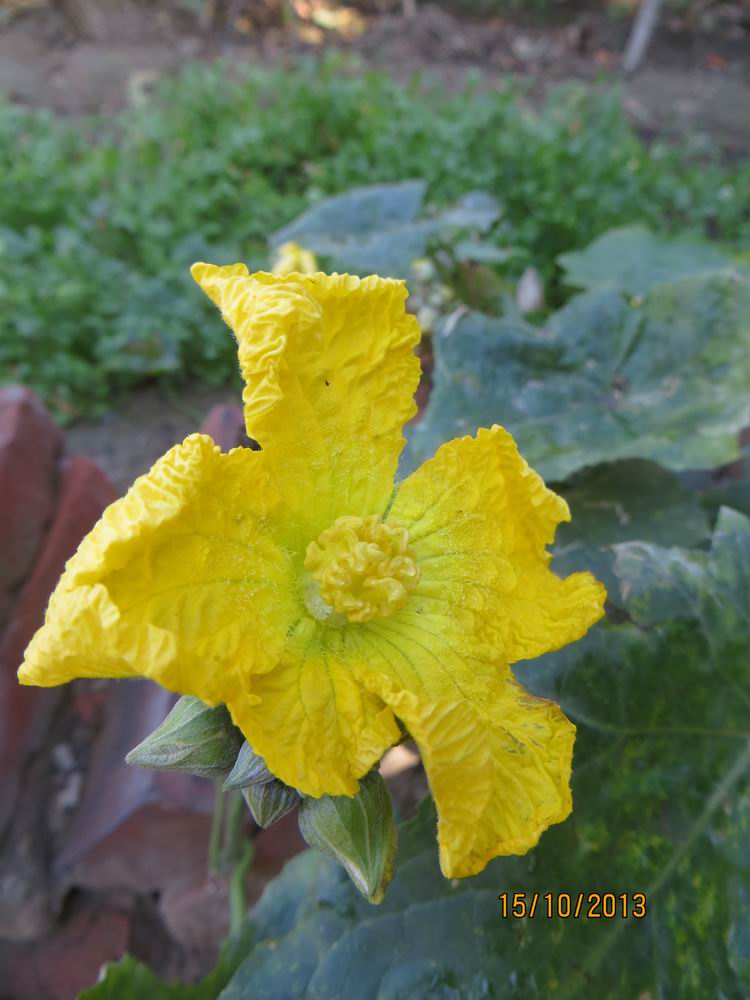 ������С IMG_2858.JPG