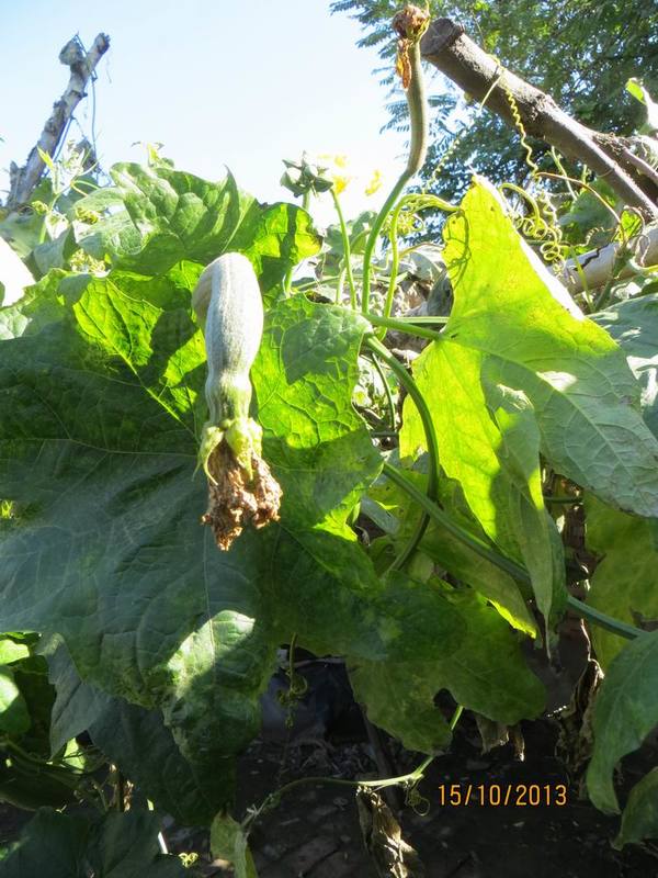 ������С IMG_2859.JPG