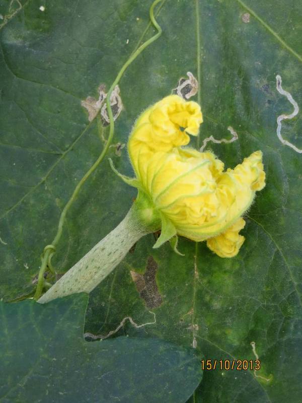 ������С IMG_2869.JPG