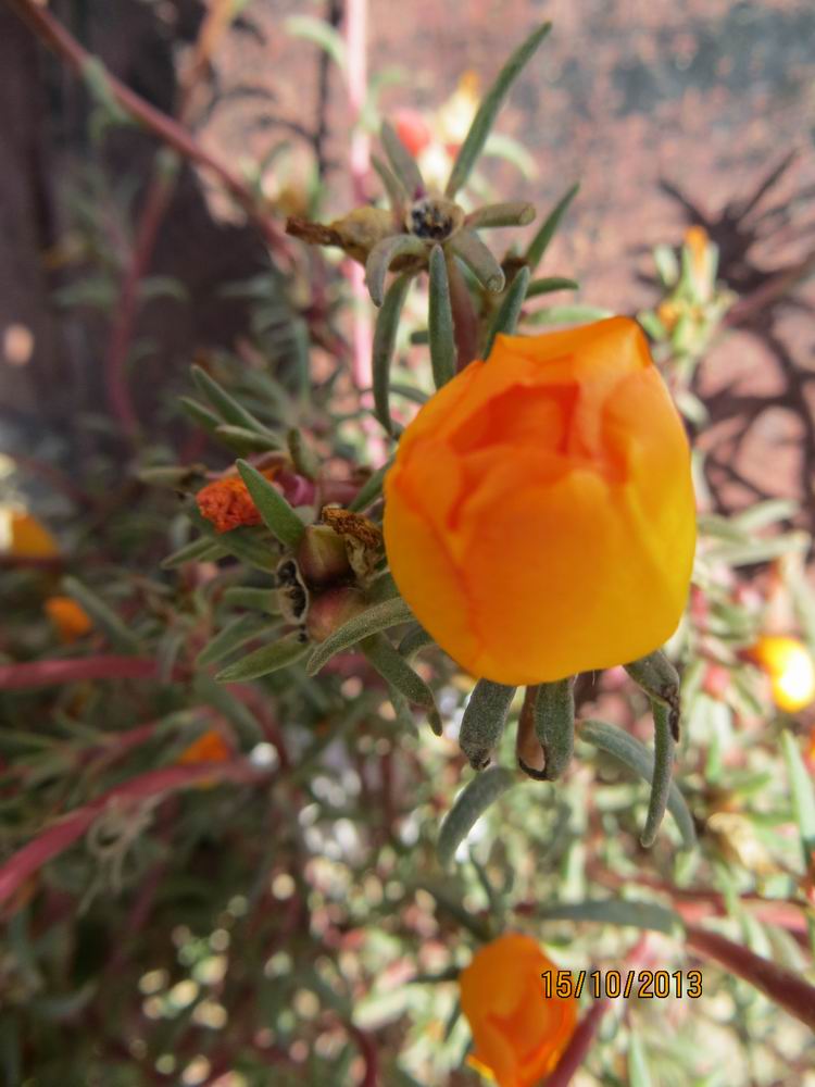 ������С IMG_2834.JPG