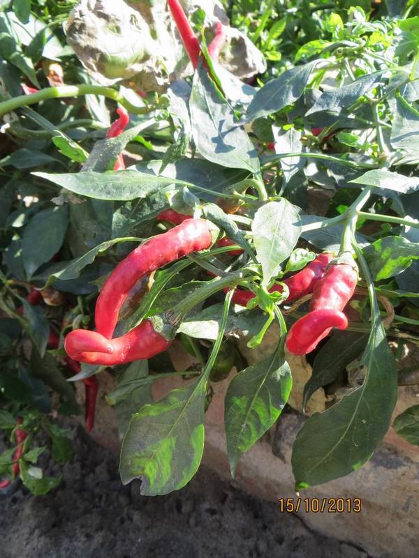 ������С IMG_2867.JPG