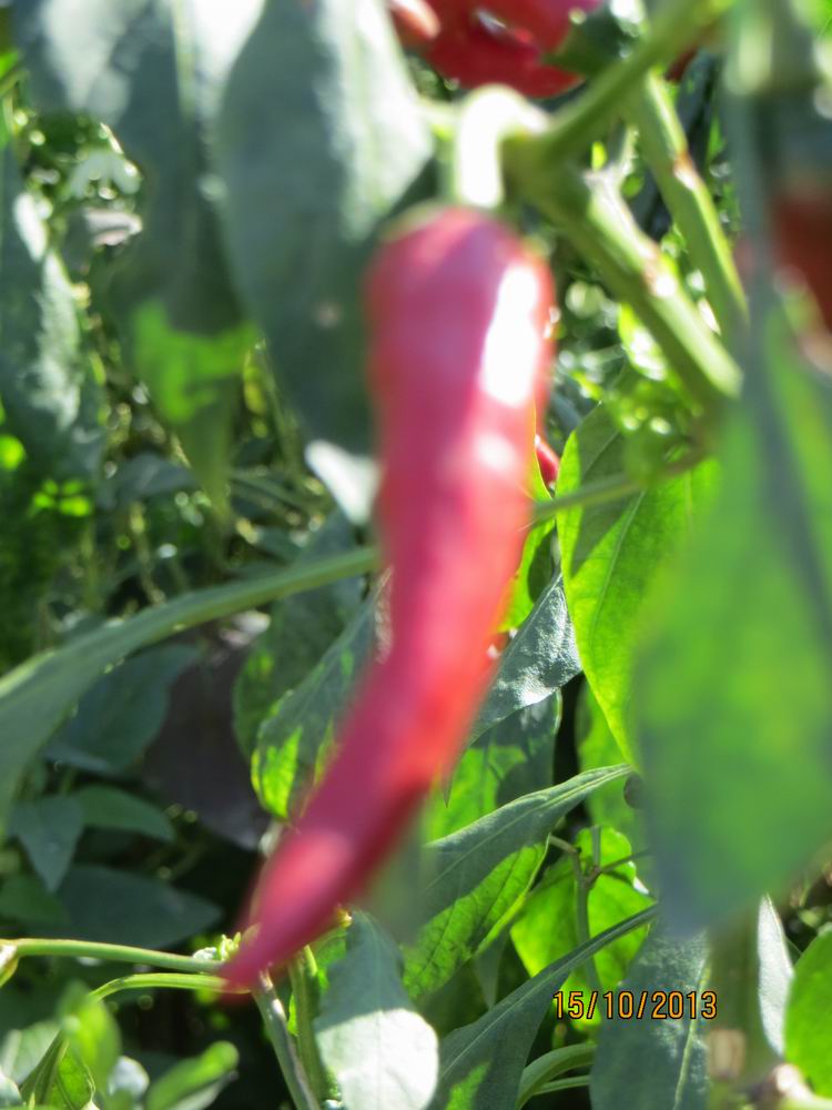 ������С IMG_2851.JPG