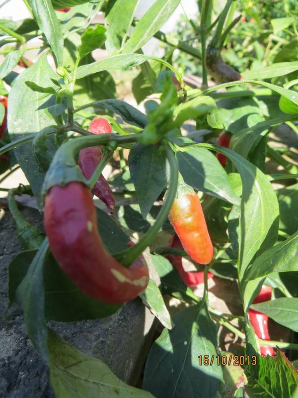 ������С IMG_2855.JPG