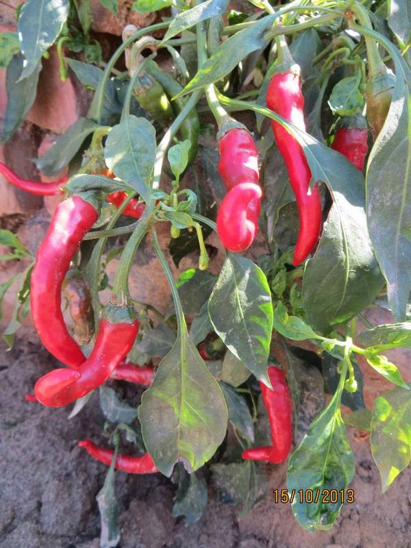 ������С IMG_2866.JPG