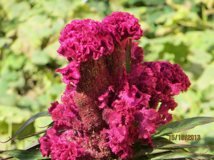 ������С IMG_2835.JPG