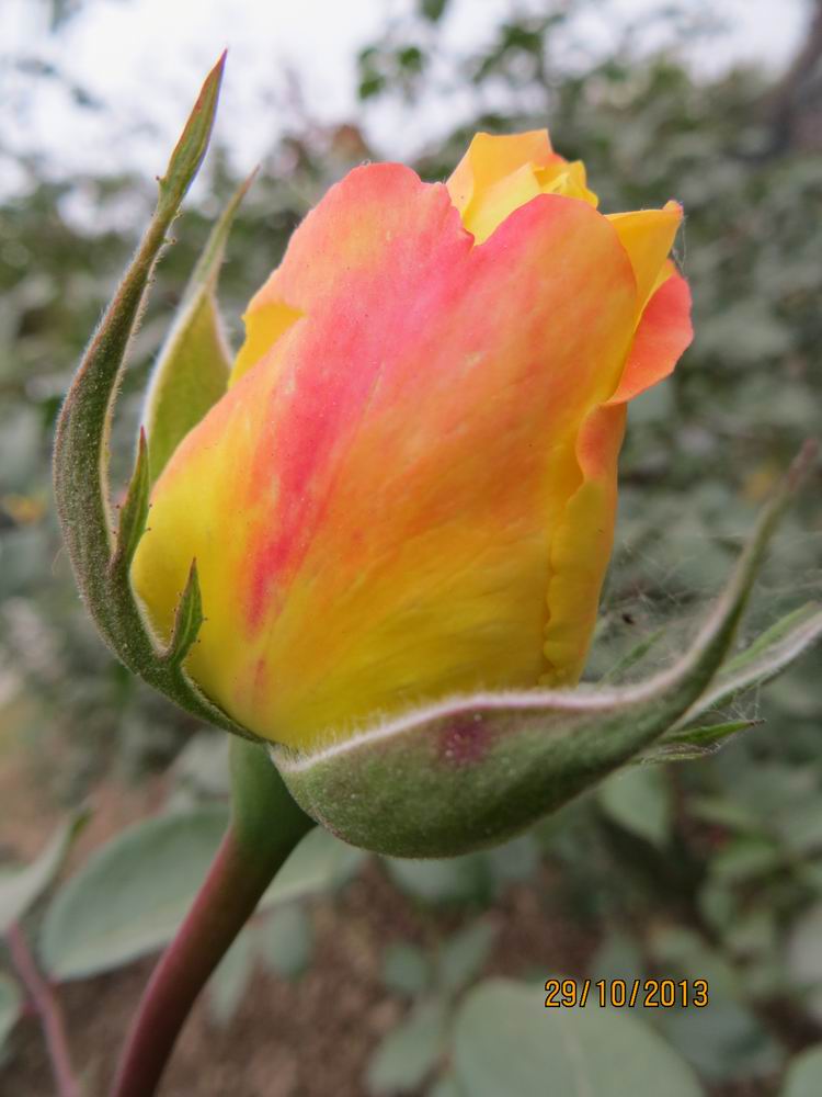 ������С IMG_3060.JPG