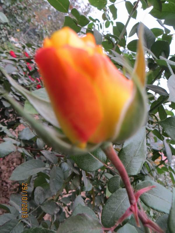 ������С IMG_3054.JPG