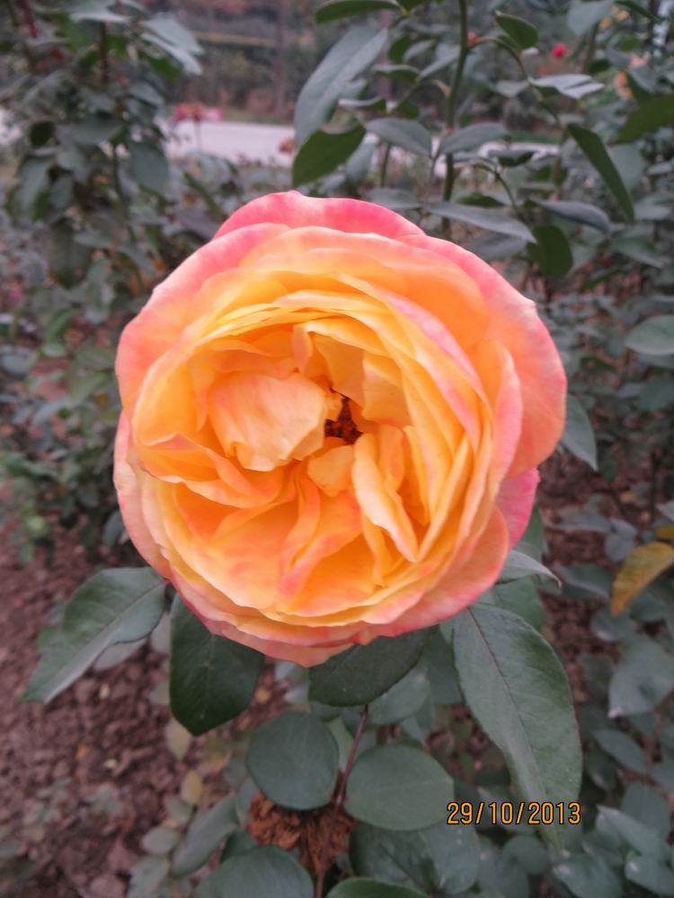 ������С IMG_3059.JPG