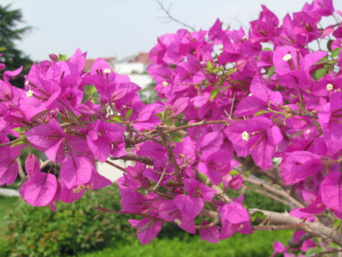 2013-6-10�������ݹ�԰ 058.jpg